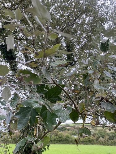 white poplar