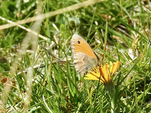 Small Heath