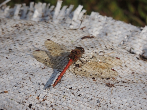 Common Darter