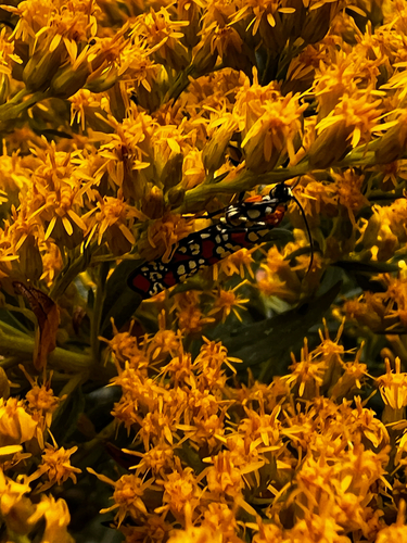 Ailanthus Webworm Moth