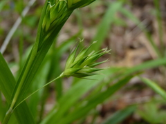 Carex folliculata