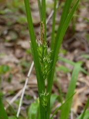 Carex folliculata