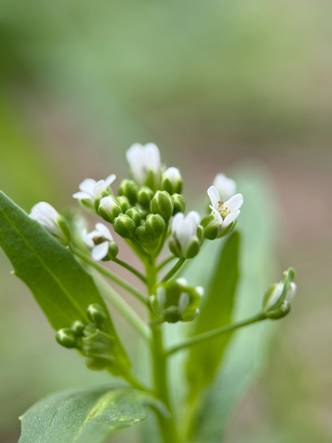 field penny-cress