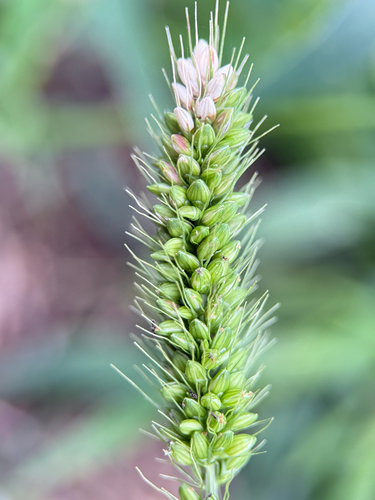 Green Bristle Grass