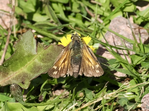 Common Branded Skipper
