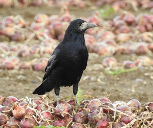 Rook
