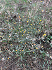 Chondrilla juncea, photograph author not stated, no rights reserved