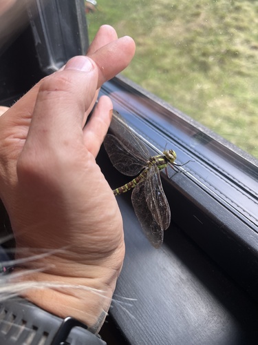 Southern Hawker