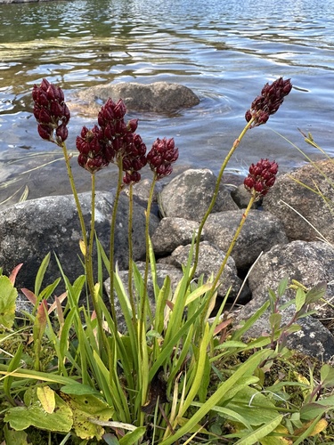 western false asphodel