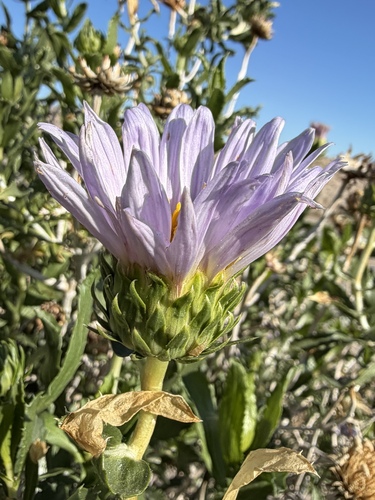 Xylorhiza orcuttii, photograph 2