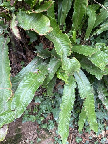 Hart's-tongue fern