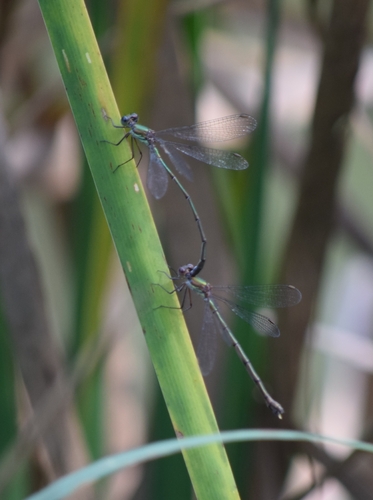 Western Willow Spreadwing