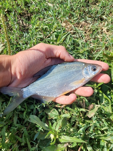 Silver Bream