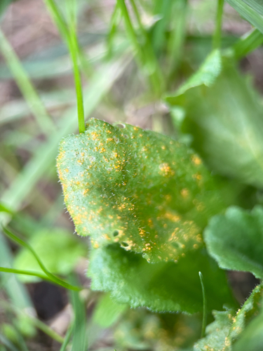 Groundsel crown rust