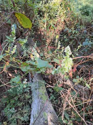 climbing false buckwheat