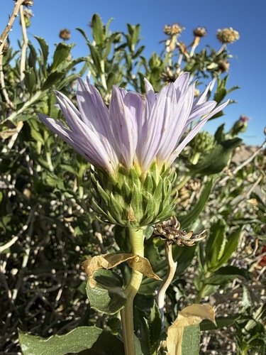 Xylorhiza orcuttii, photograph 5