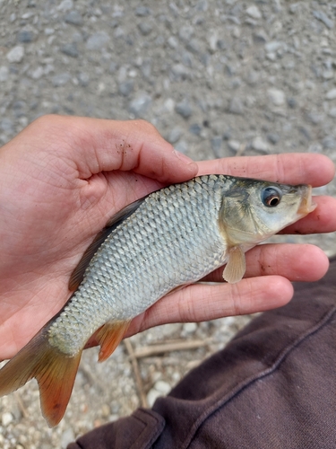 European Carp