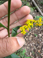 (c) Rajan Rao, some rights reserved (CC BY) Solidago arguta, photograph (c) Rajan Rao, some rights reserved (CC BY)