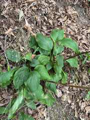 Solidago arguta