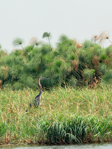 Goliath Heron