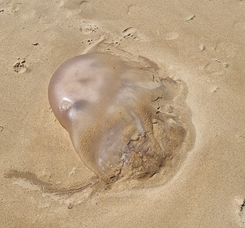 Rhizostoma luteum