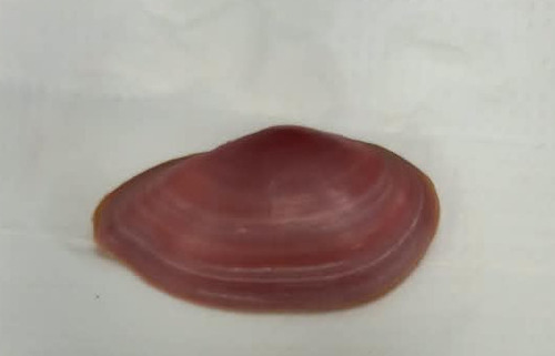 Psammotella cruenta