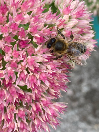 Western Honey Bee