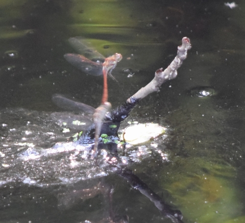 Common Darter