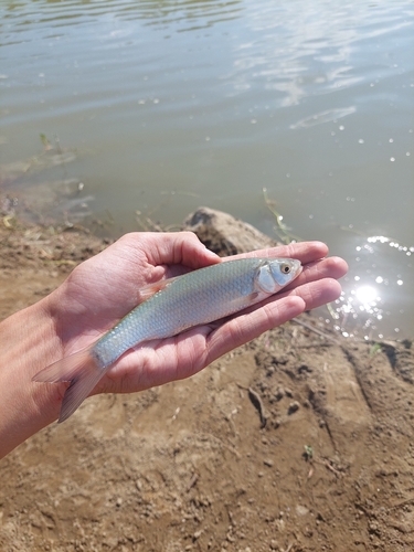 Cavedano Chub