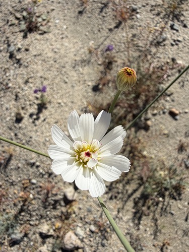 Atrichoseris platyphylla