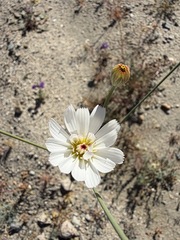Atrichoseris platyphylla