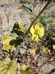 Chylismia cardiophylla