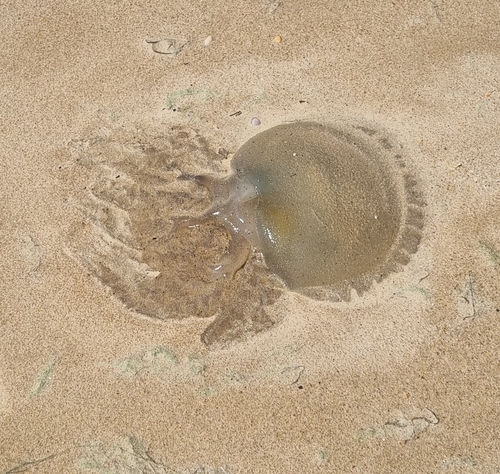 Jelly Blubber