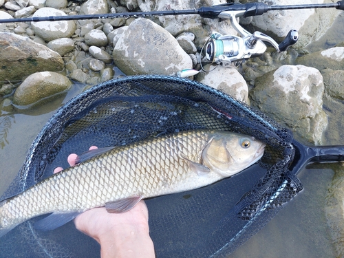 Cavedano Chub