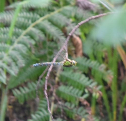 Southern Hawker