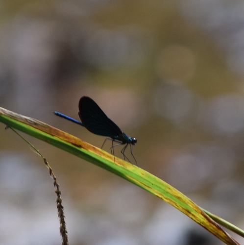 Beautiful Demoiselle