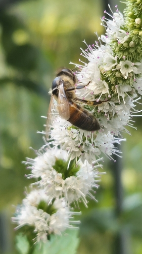 Western Honey Bee