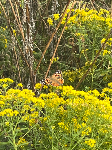 Painted Lady