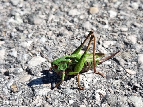 Wart-biter