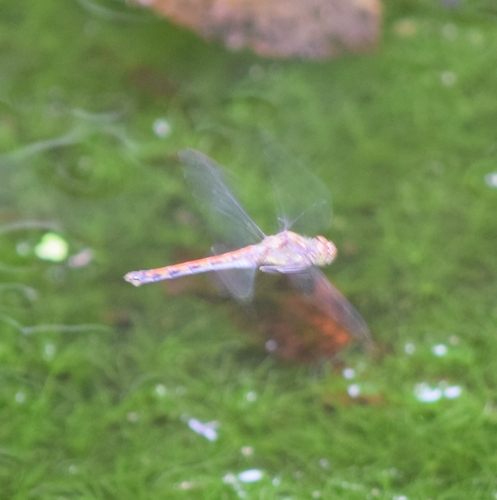 Common Darter