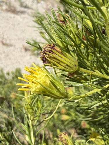 Peucephyllum schottii, photograph 1