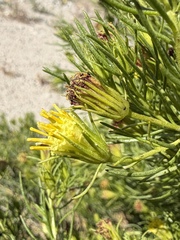 Peucephyllum schottii