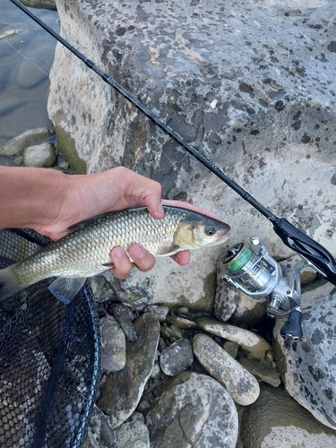 Cavedano Chub