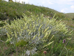 Sideritis taurica