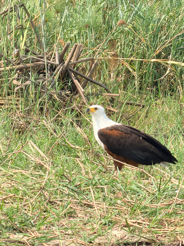 African Fish-Eagle