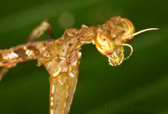 Pogonogaster tristani