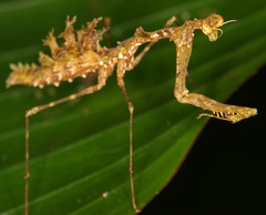 Pogonogaster tristani