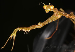 Pogonogaster tristani