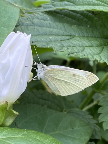 Green-veined White