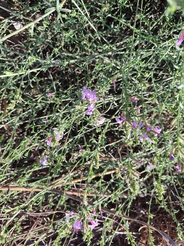 common leadwort